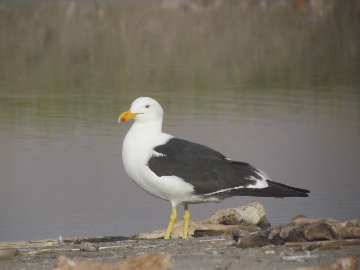 Kelp Gull - Giannira Alvarez Alfaro