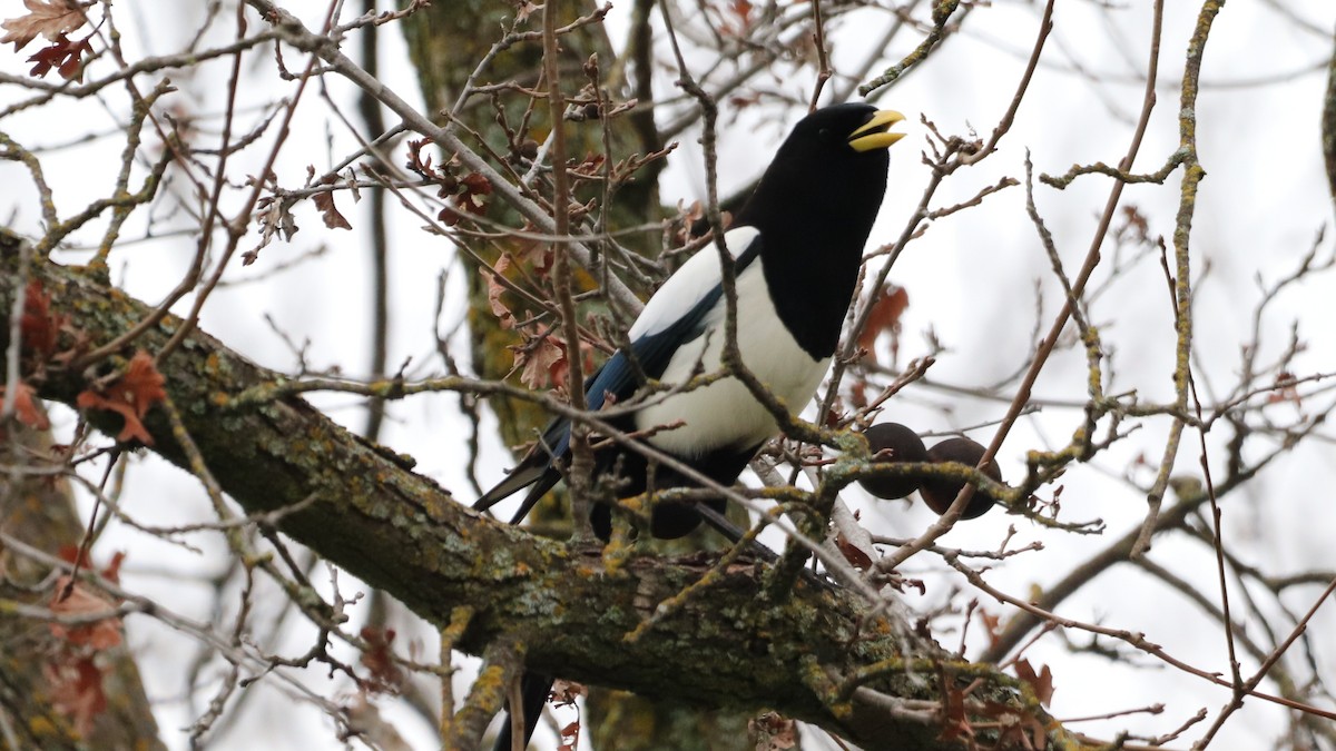 Yellow-billed Magpie - Daniel Bye