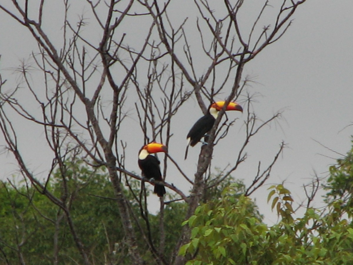 Toco Toucan - ML615013176