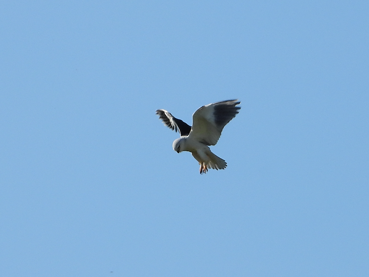 Black-winged Kite - ML615013228