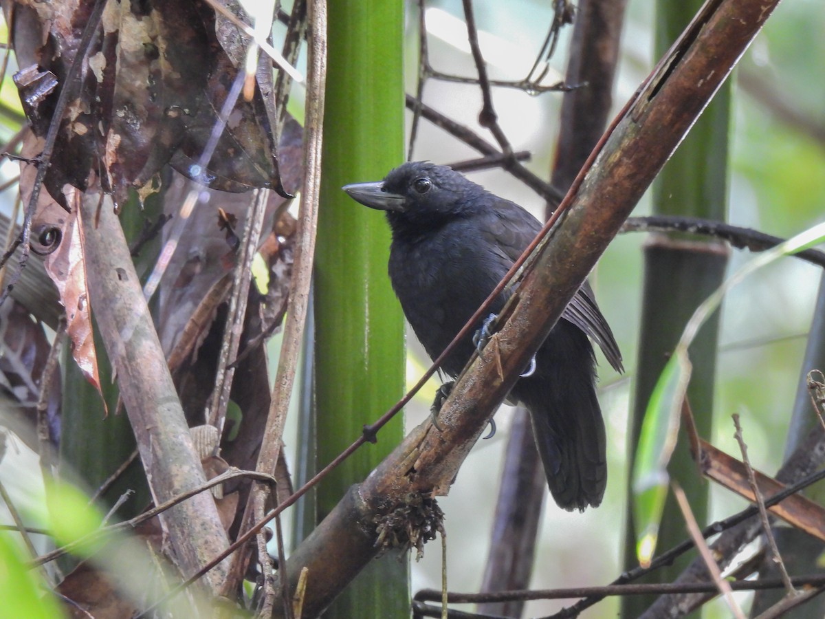 Rondonia Bushbird - ML615013234