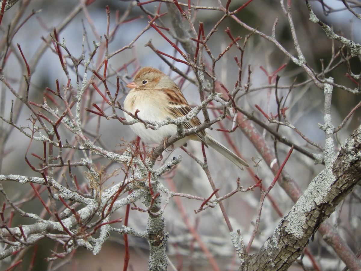 Field Sparrow - ML615013240