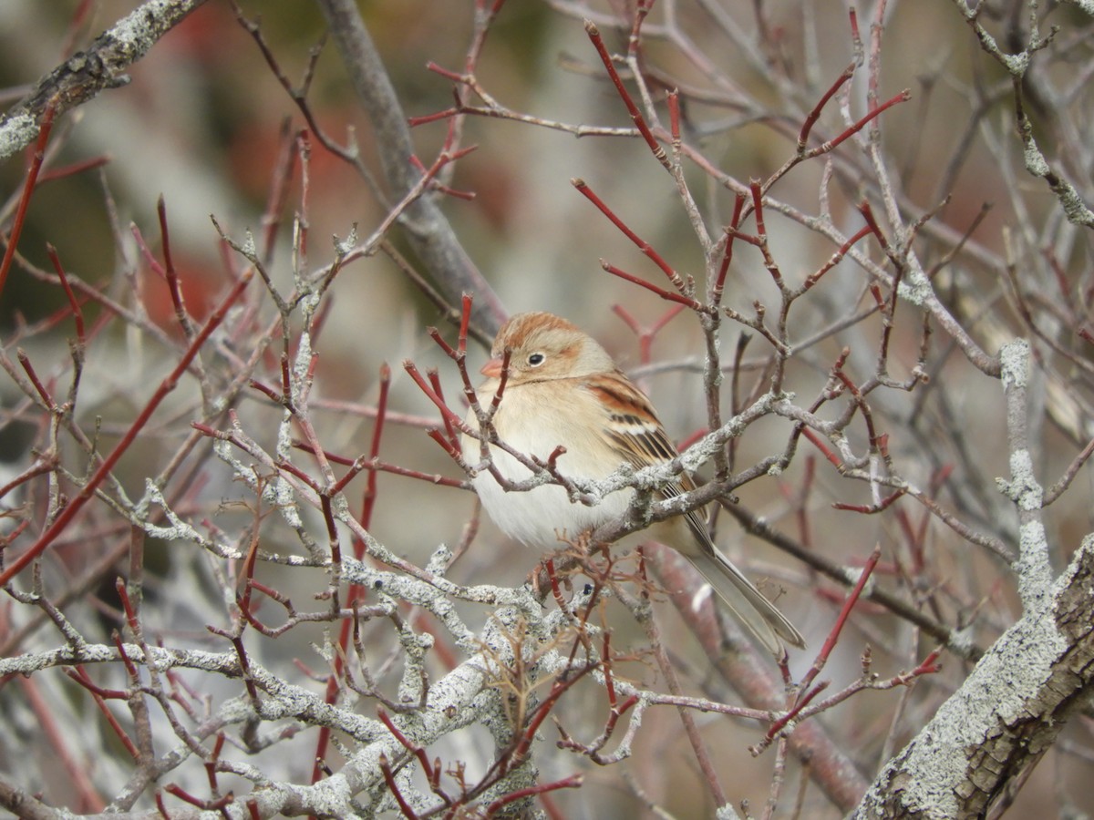 Field Sparrow - ML615013245