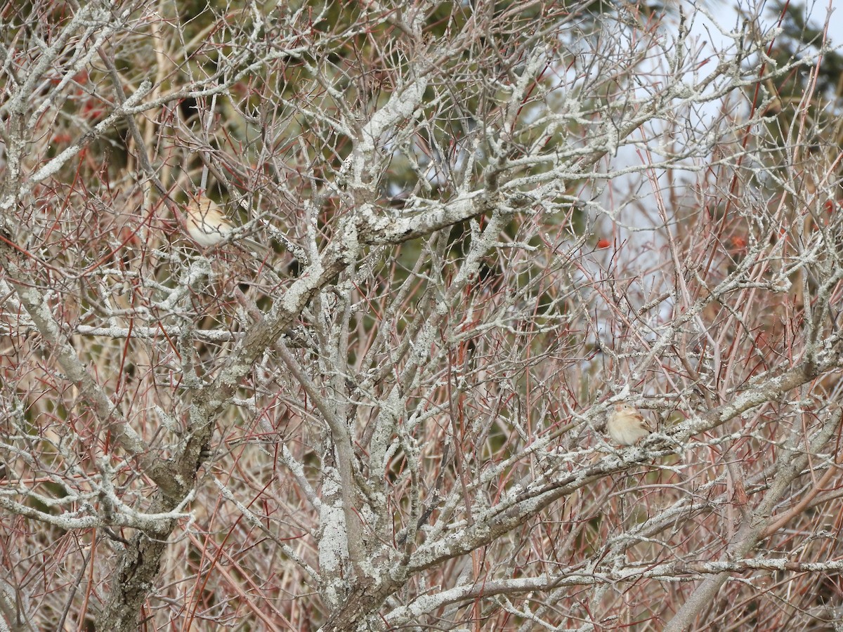 Field Sparrow - ML615013248