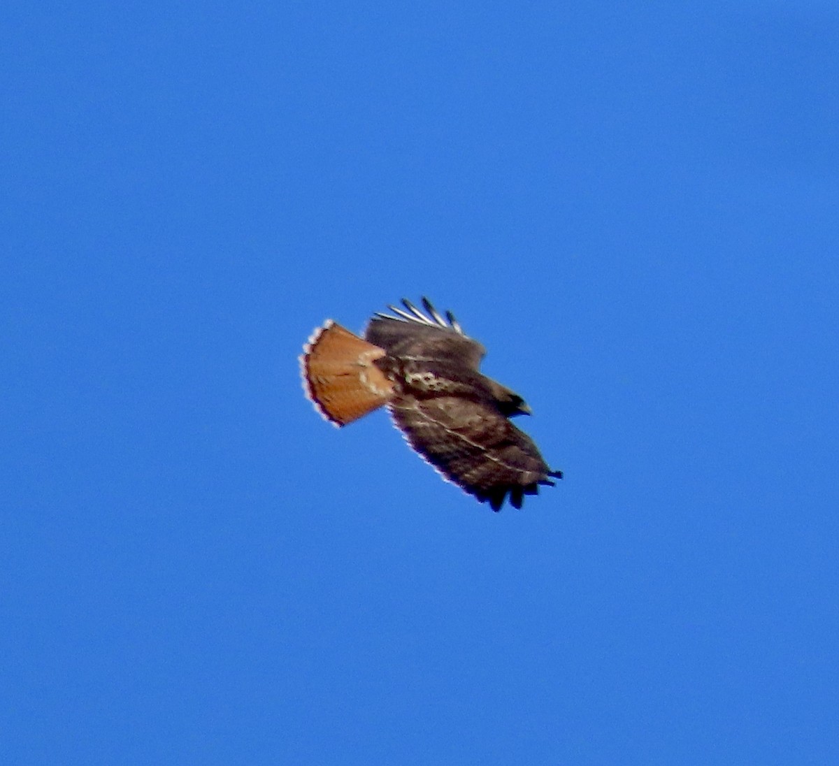 Red-tailed Hawk - ML615013270