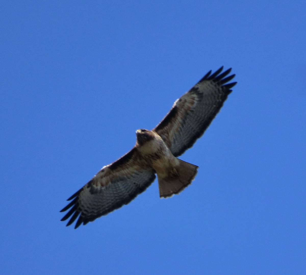 Red-tailed Hawk - ML615013271