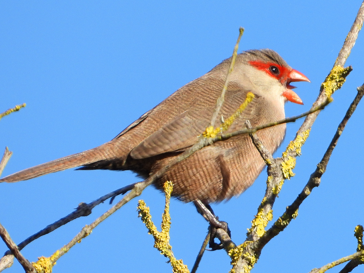 Common Waxbill - ML615013331