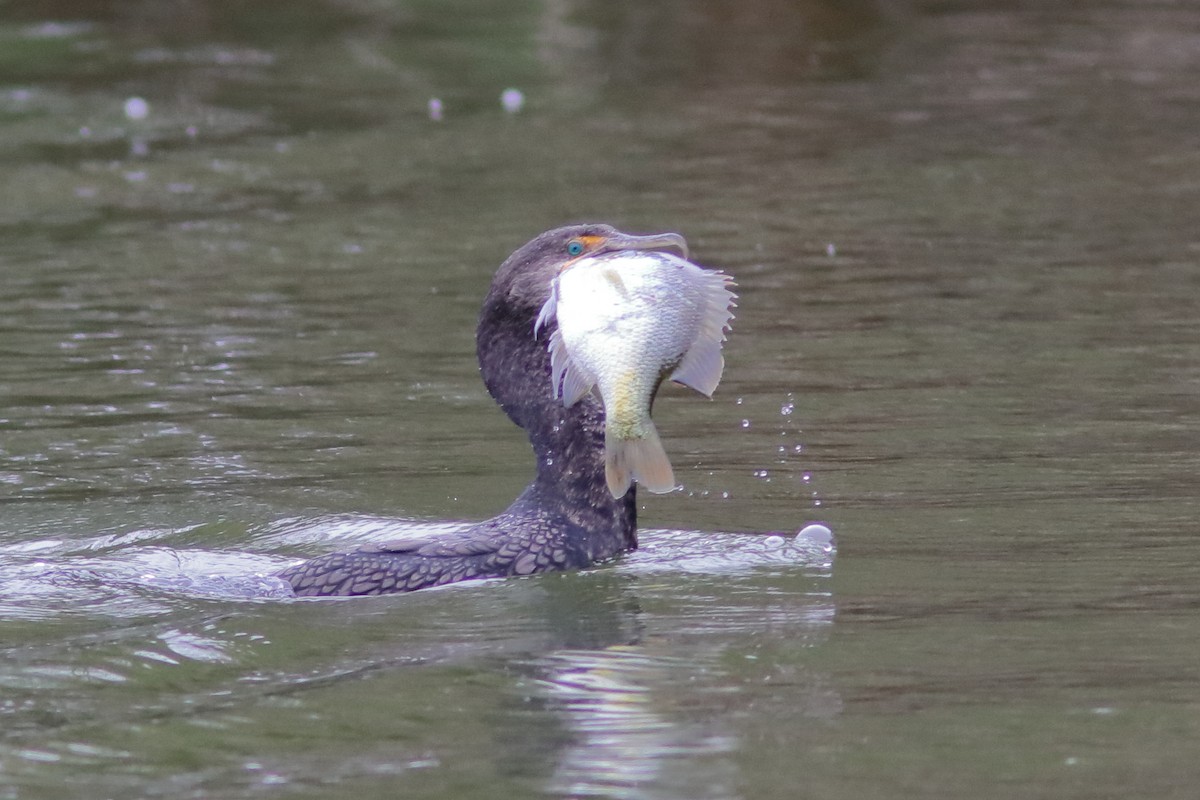 Double-crested Cormorant - ML615013347