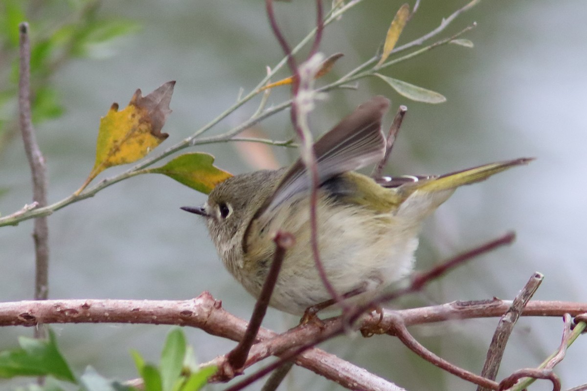 Ruby-crowned Kinglet - ML615013359