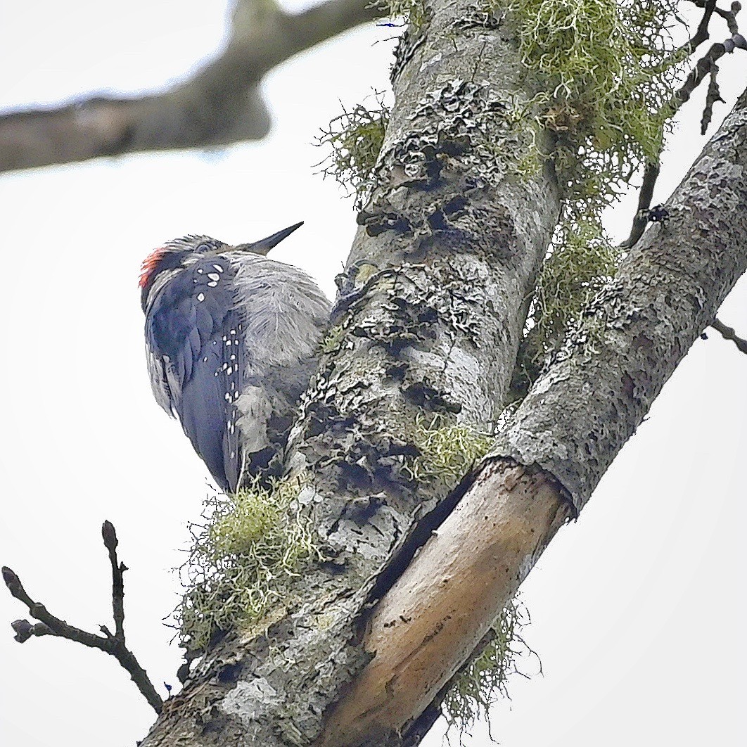 Hairy Woodpecker - ML615013361