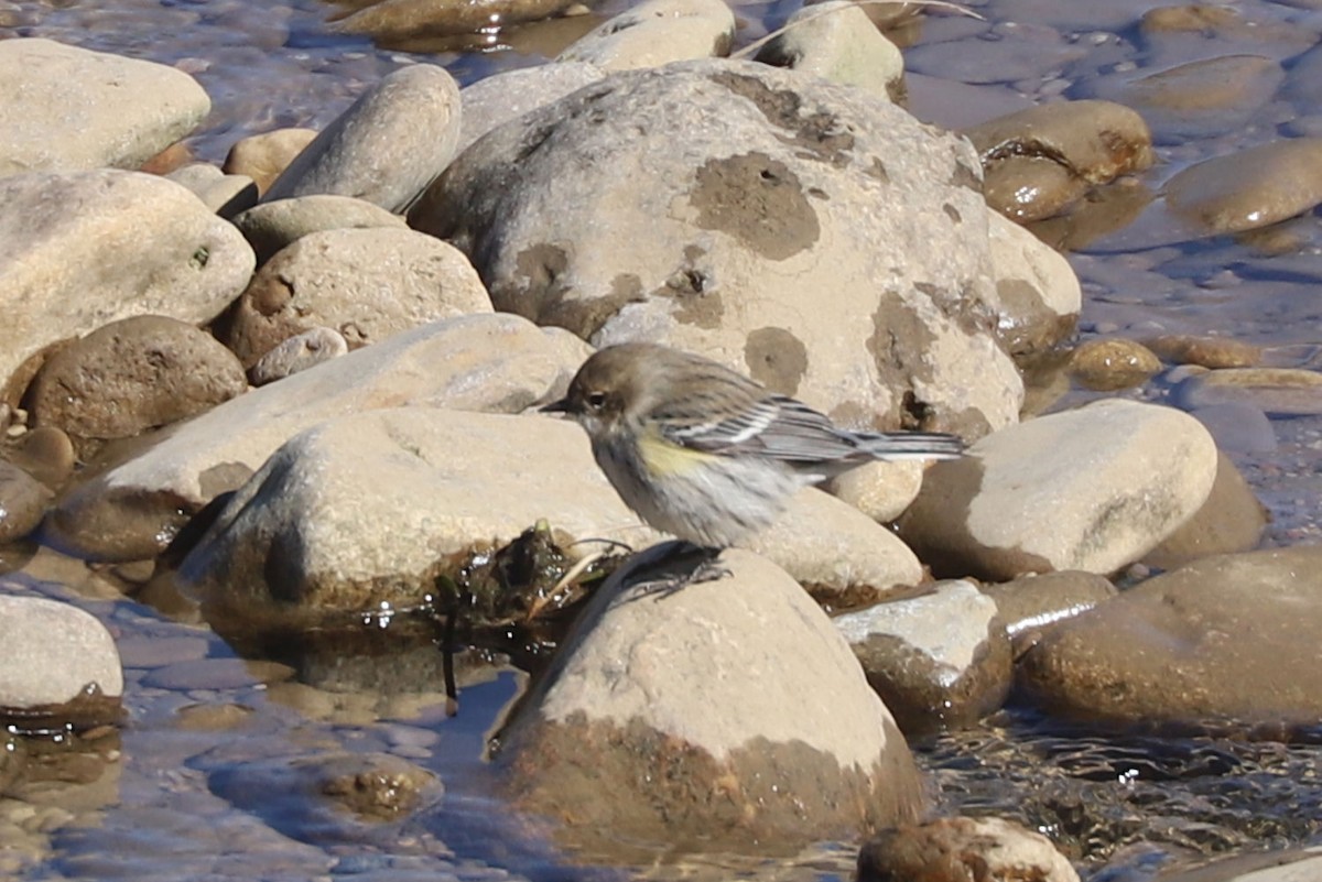 Yellow-rumped Warbler - ML615013368