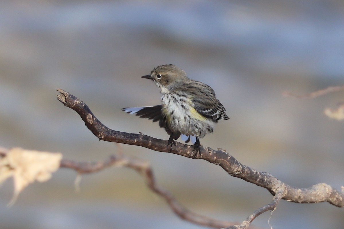 Yellow-rumped Warbler - ML615013369