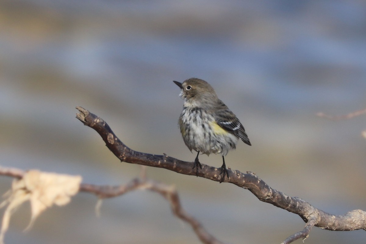 Yellow-rumped Warbler - ML615013370