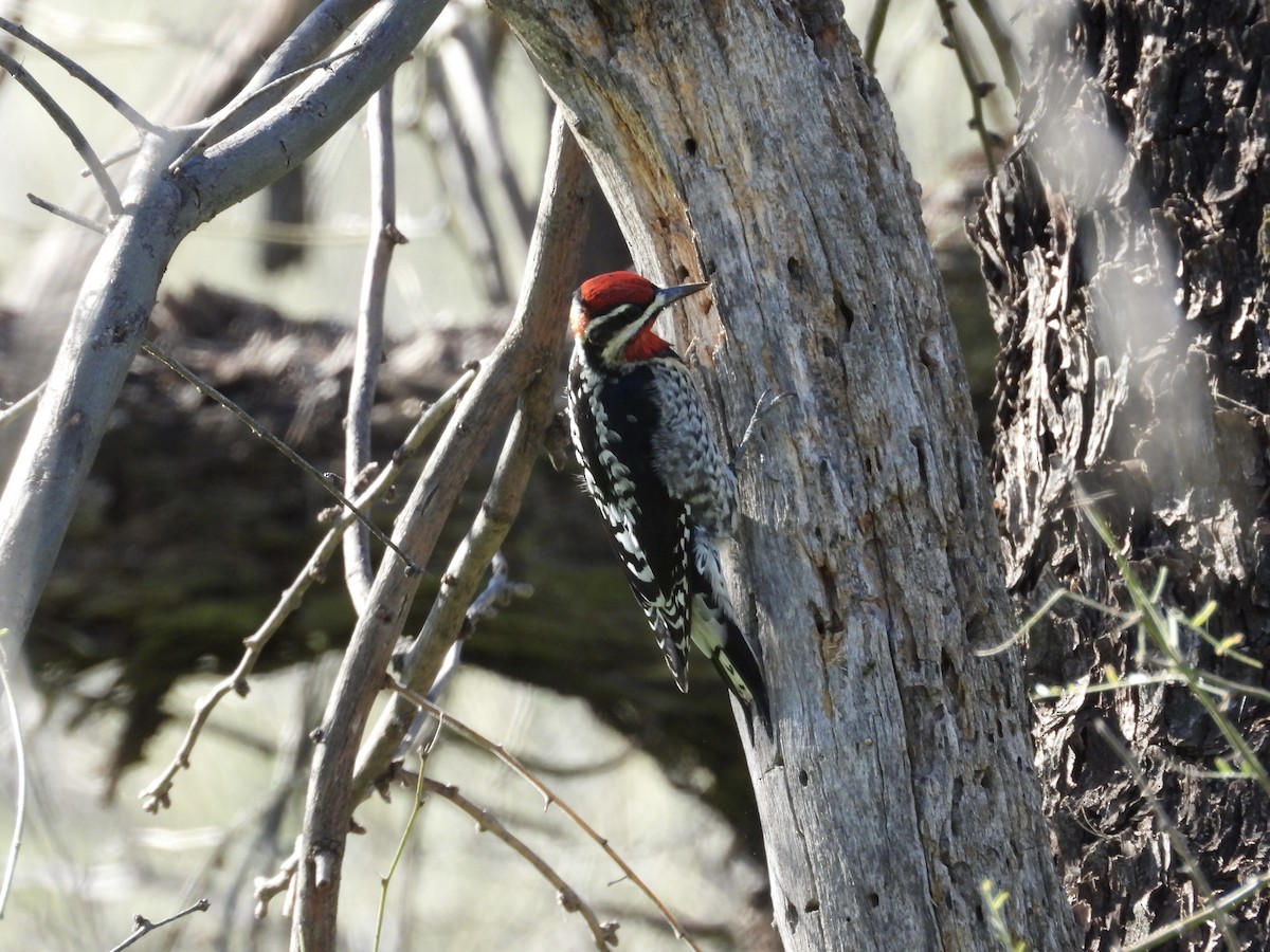 Red-naped Sapsucker - Dave Holdeman