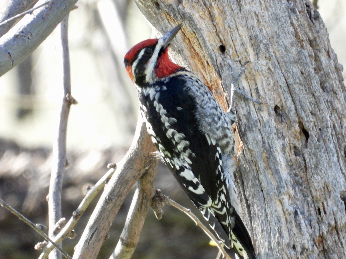 Red-naped Sapsucker - Dave Holdeman