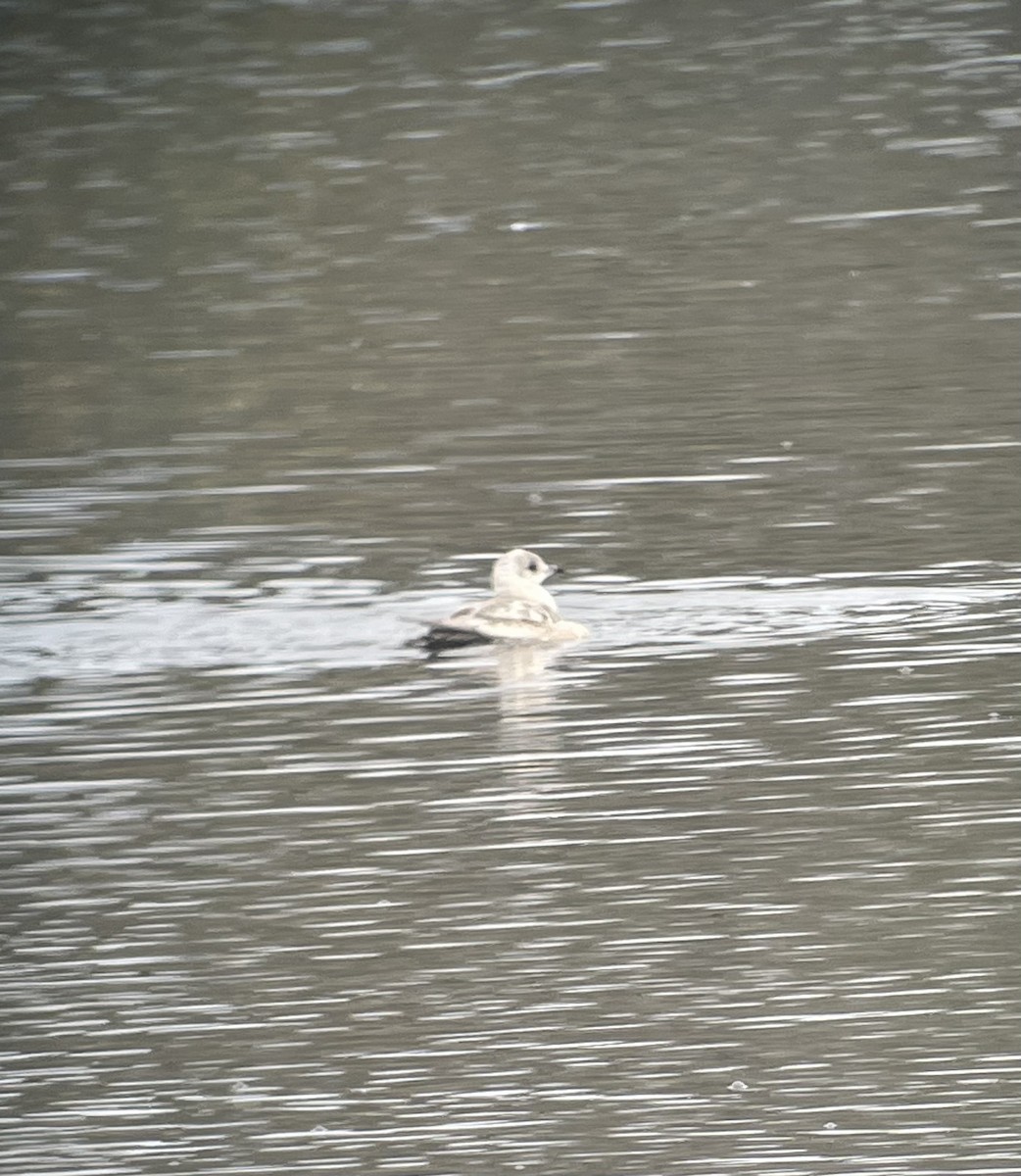 Short-billed Gull - ML615013428