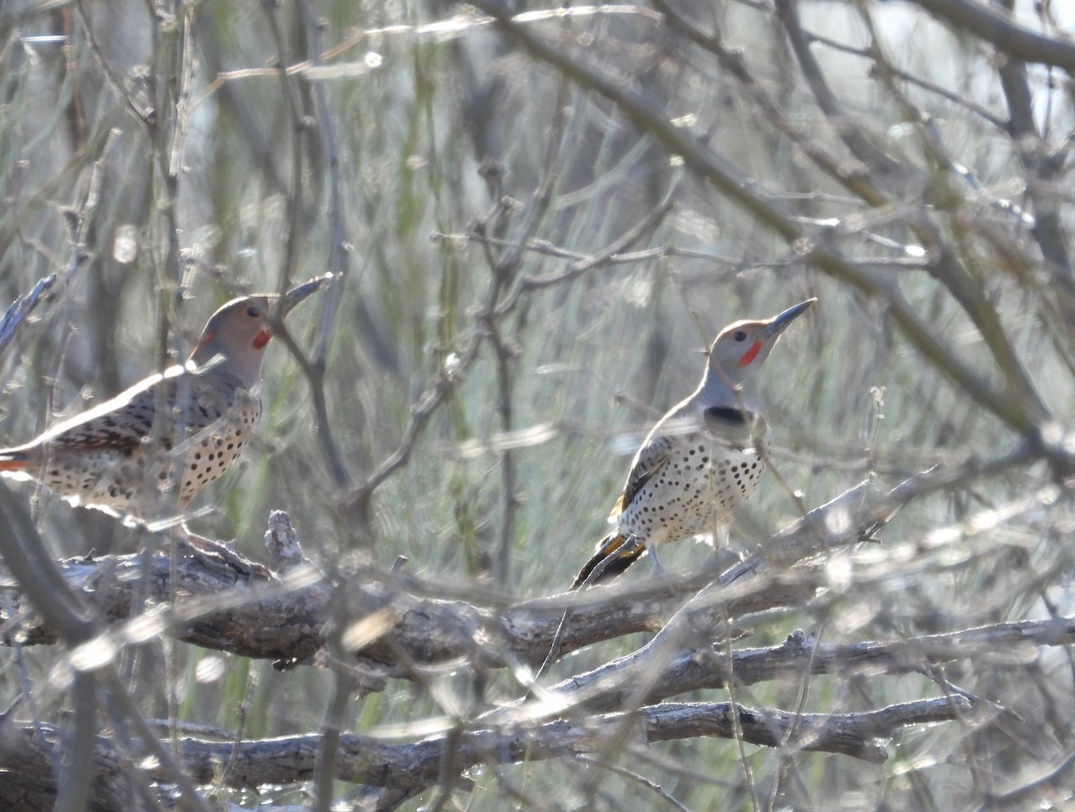 Northern Flicker (Yellow-shafted x Red-shafted) - Dave Holdeman