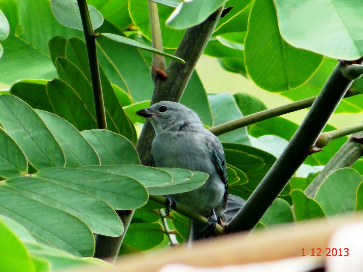 Sayaca Tanager - ML615013455