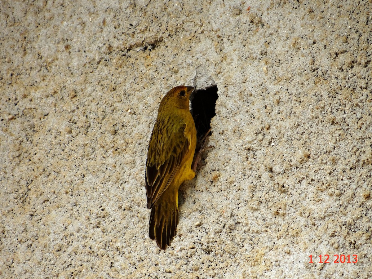 Saffron Finch - ML615013461