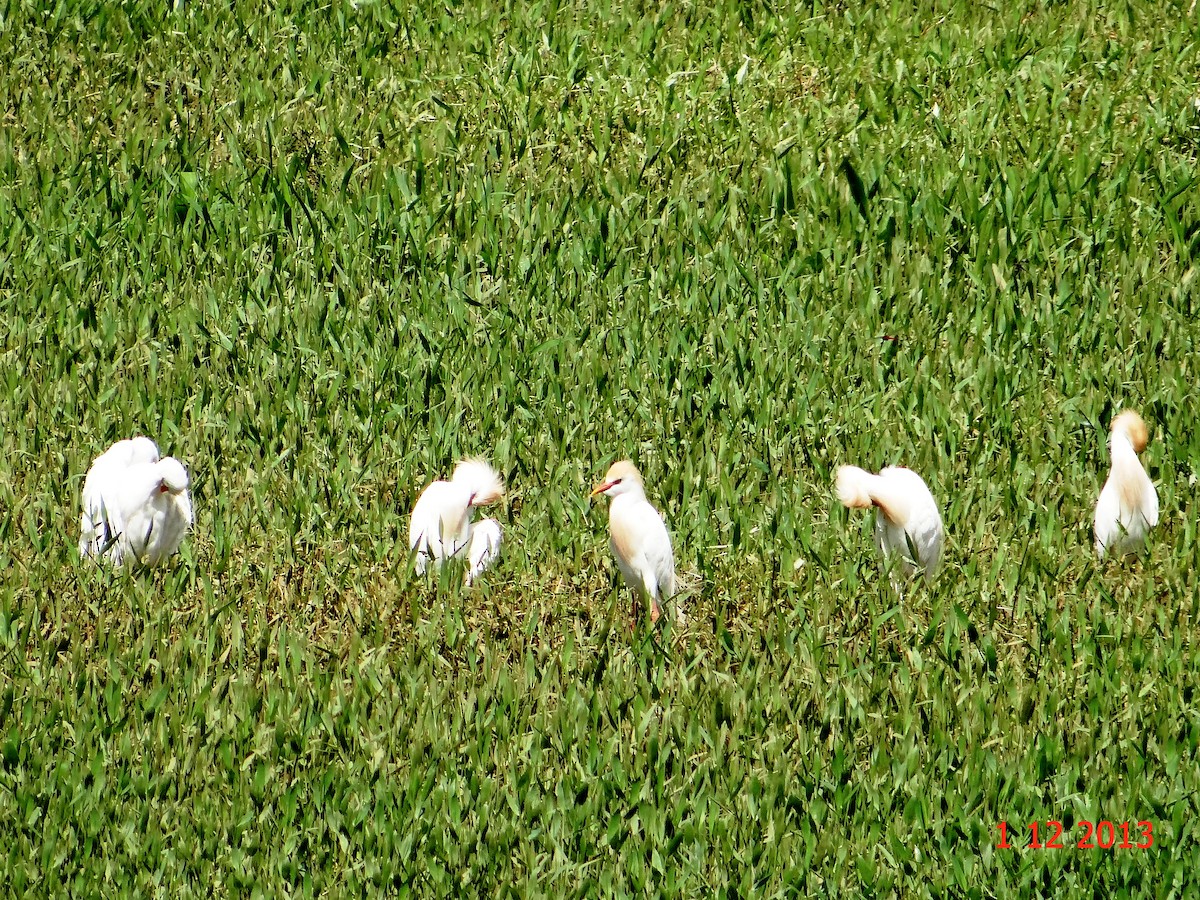 Western Cattle Egret - ML615013467