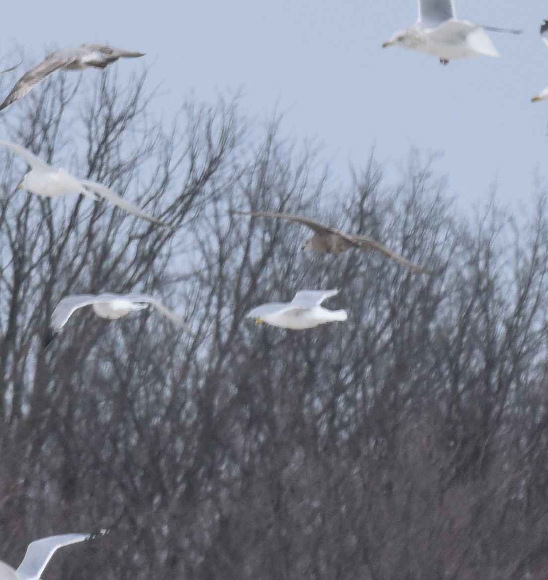 Iceland Gull - ML615013474