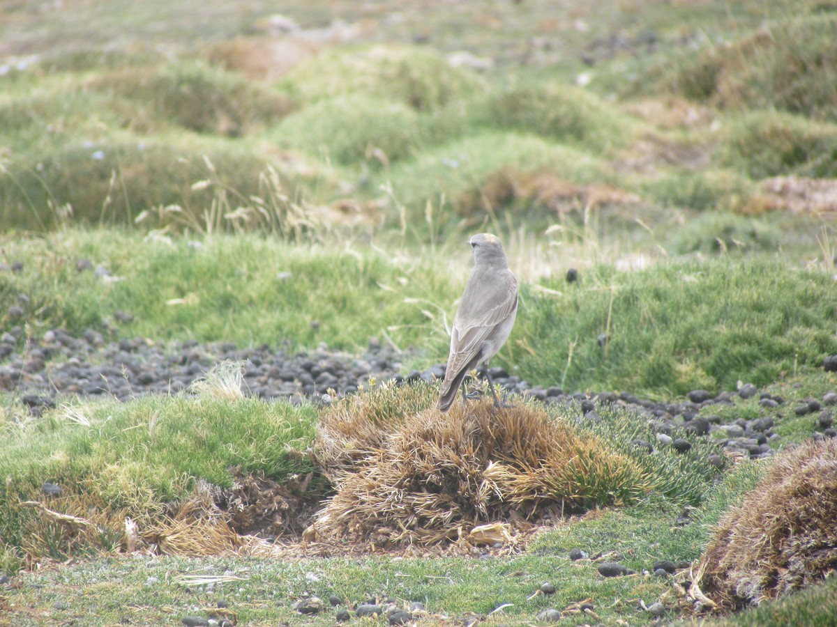 Ochre-naped Ground-Tyrant - ML615013504