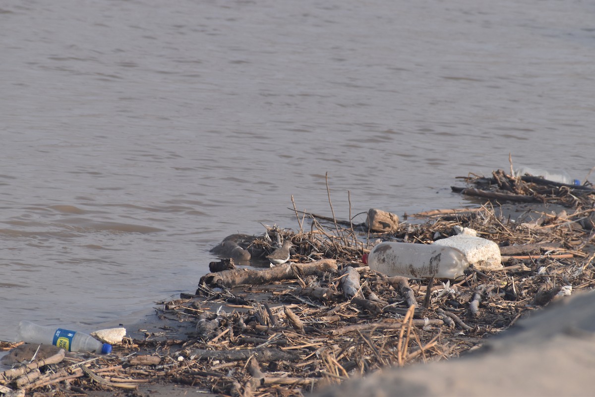 Spotted Sandpiper - ML615013523