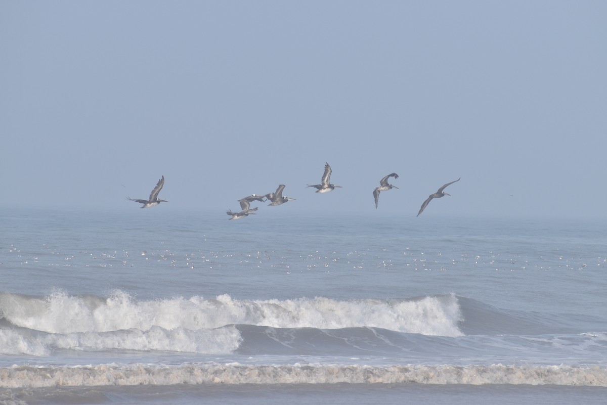 Peruvian Pelican - ML615013525