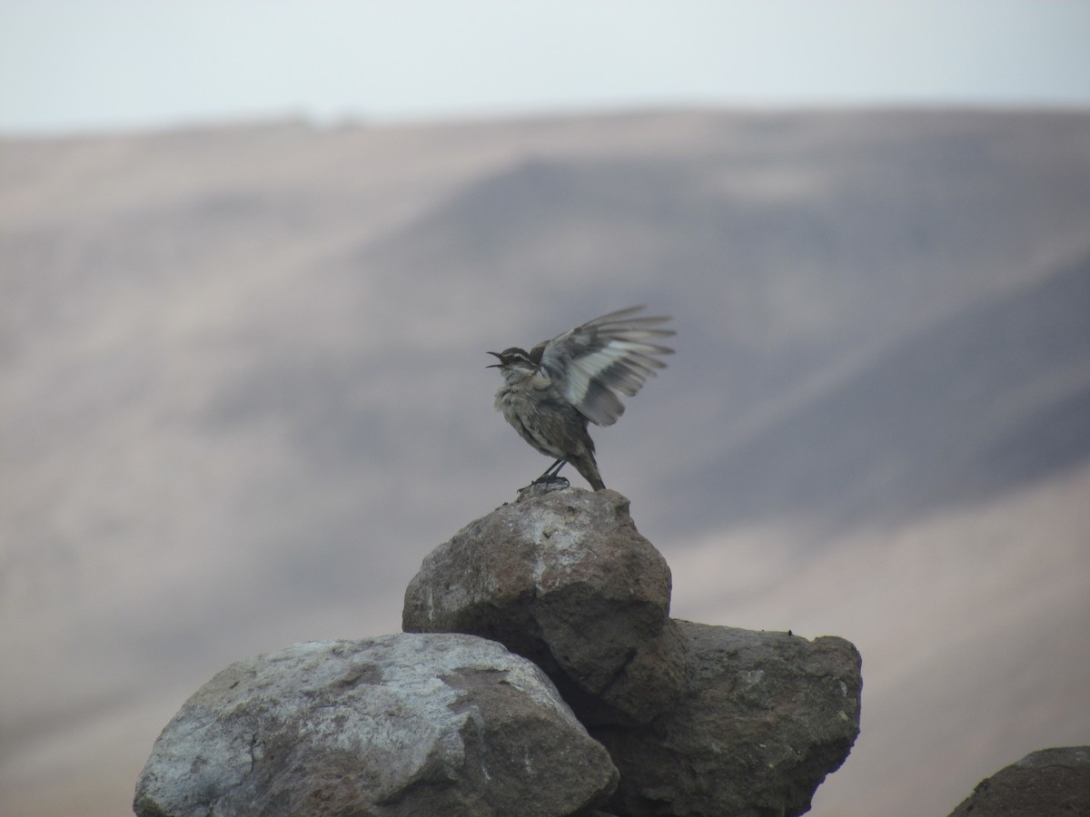 White-winged Cinclodes - ML615013526