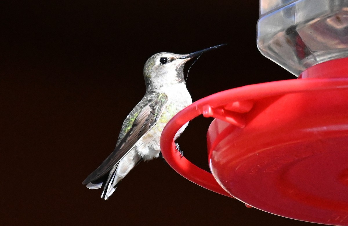 Anna's/Costa's Hummingbird - ML615013554