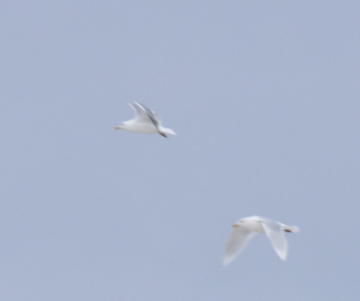 Iceland Gull - ML615013555