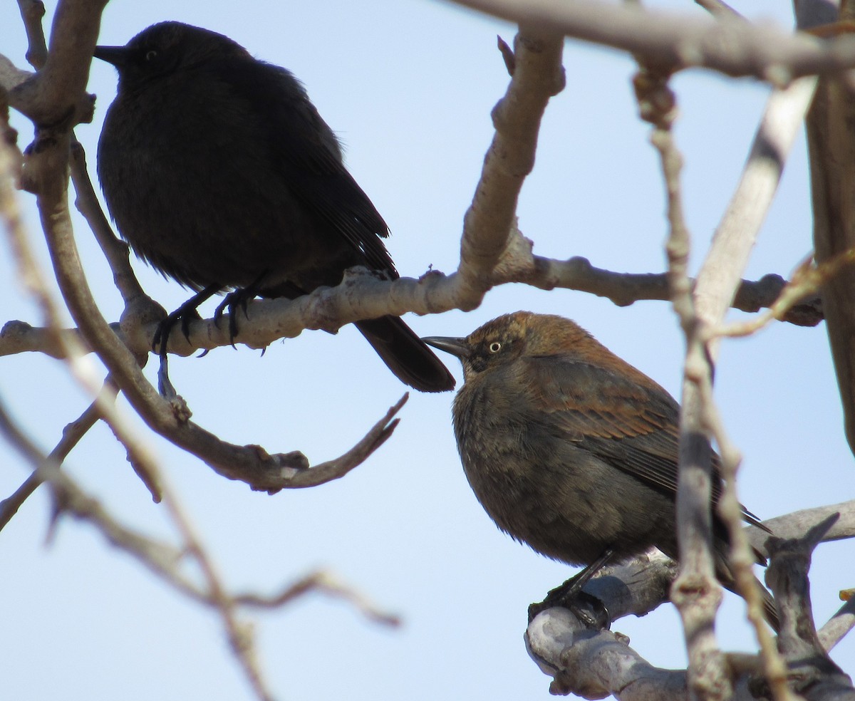 Rusty Blackbird - ML615013594