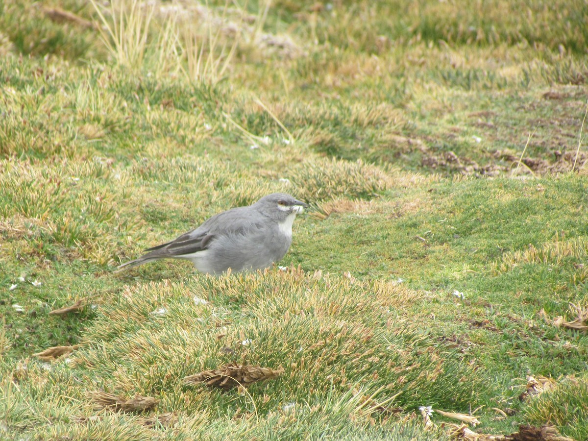 Glacier Finch - ML615013605