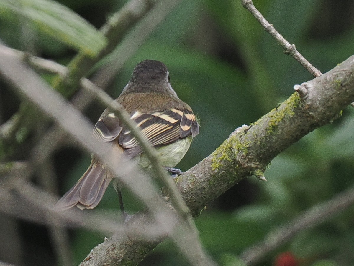 Mosquerito Culirrufo - ML615013626