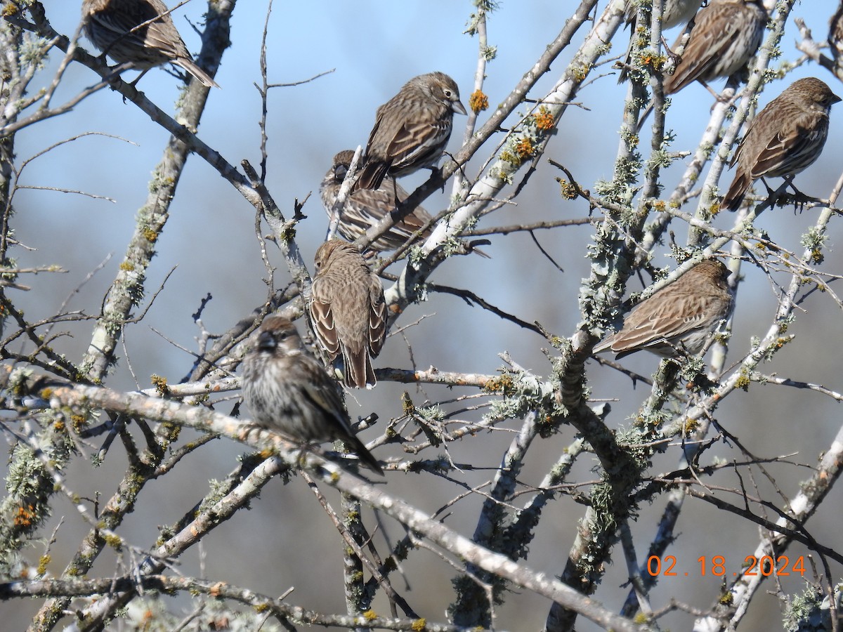 Lark Bunting - ML615013651