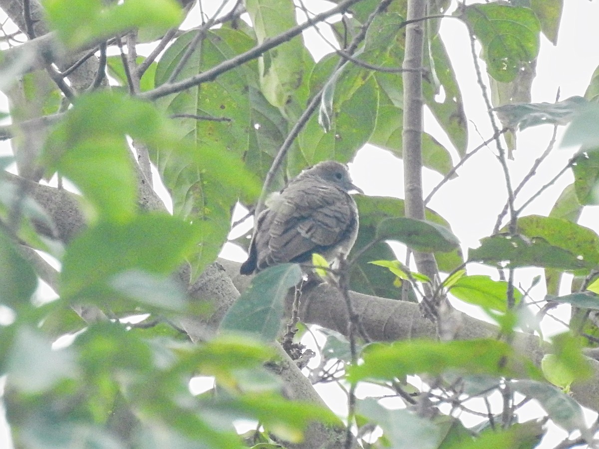 Zebra Dove - ML615013661