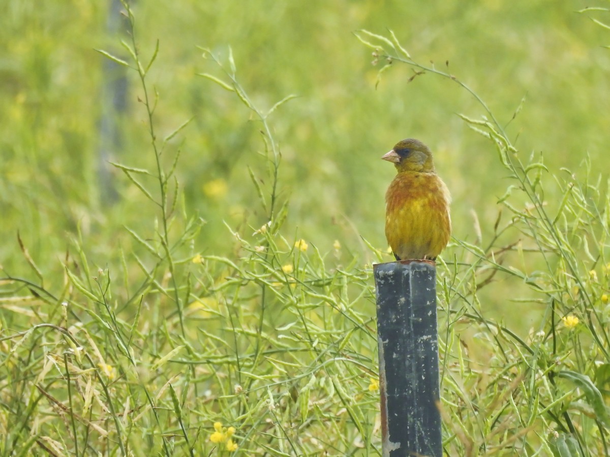 Oriental Greenfinch - ML615013679