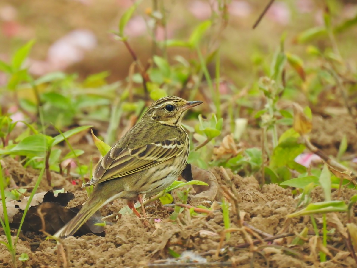 Pipit à dos olive - ML615013688