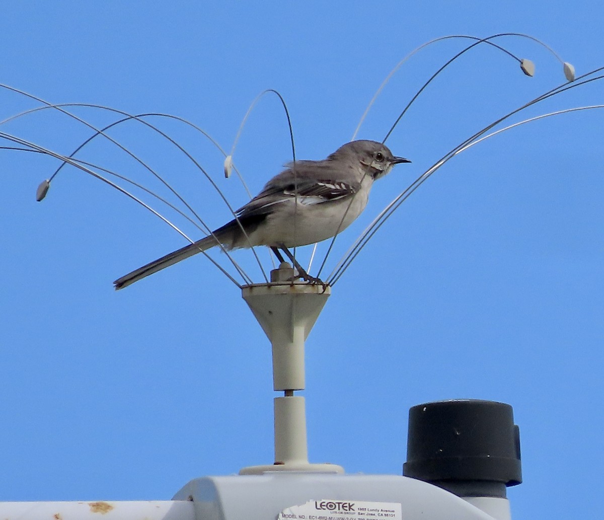 Northern Mockingbird - George Chrisman