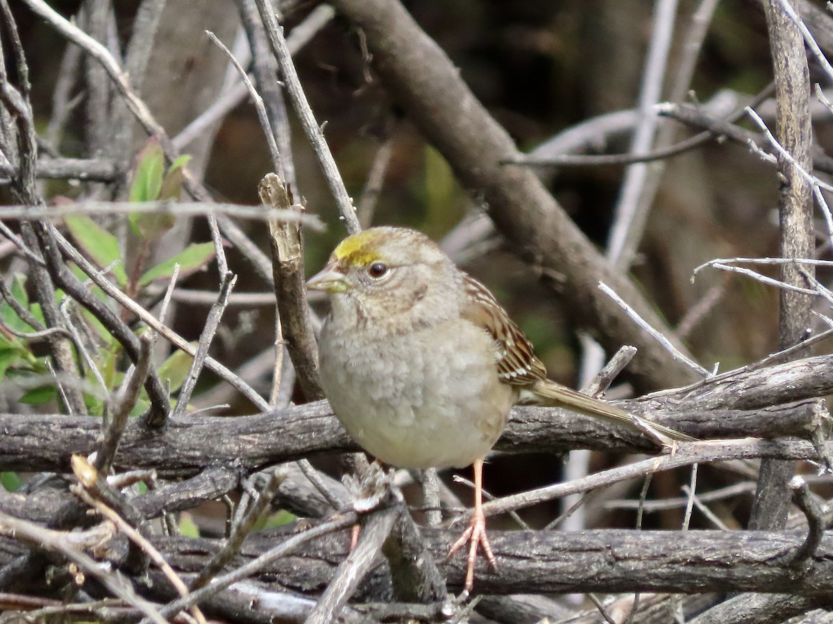 Golden-crowned Sparrow - ML615013734