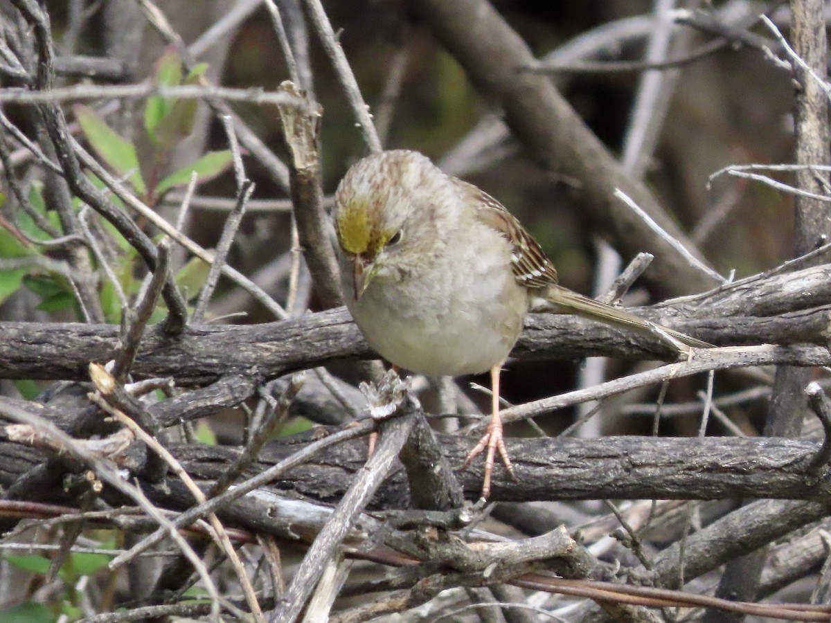 Golden-crowned Sparrow - ML615013735