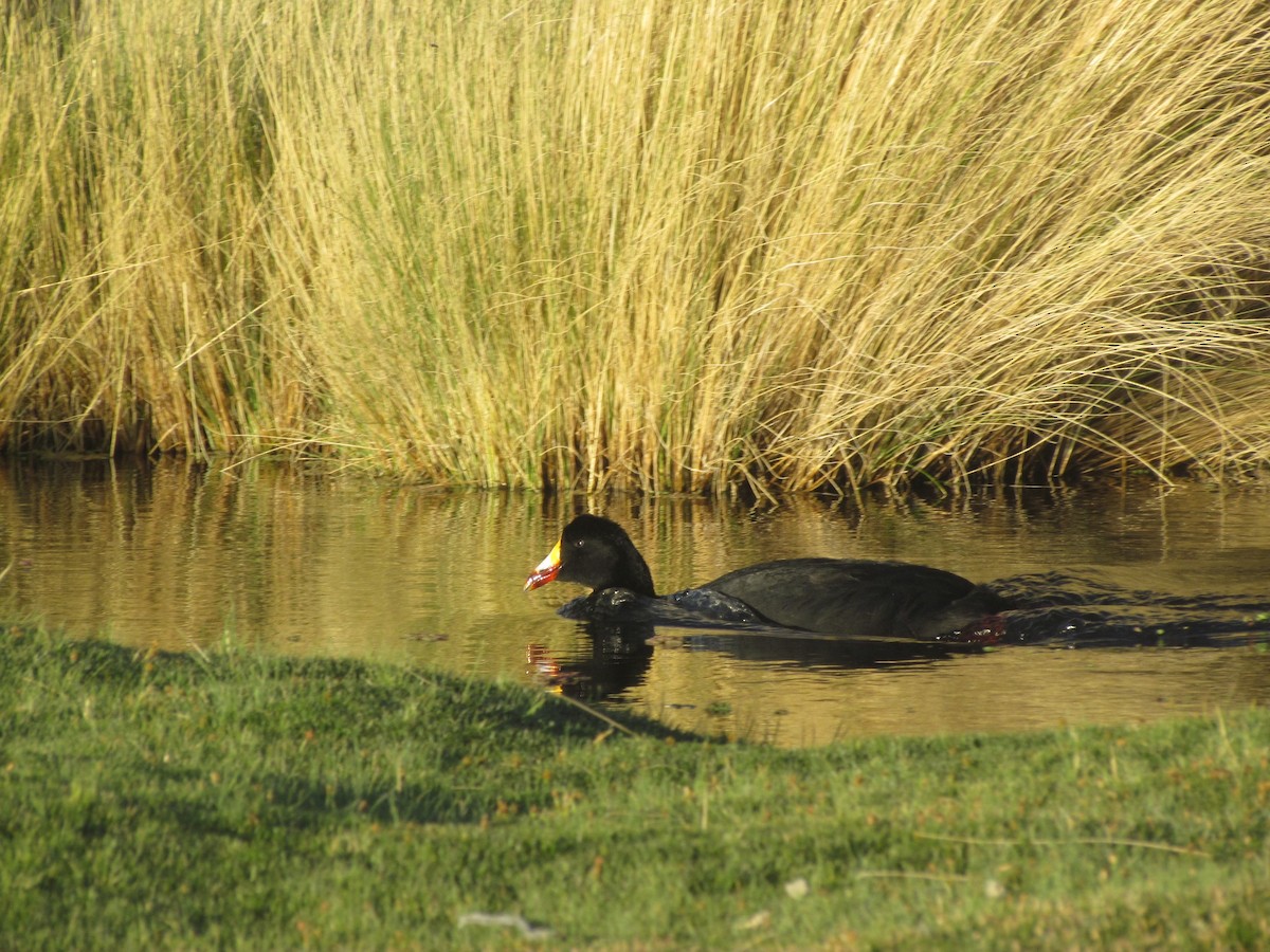 Giant Coot - ML615013738