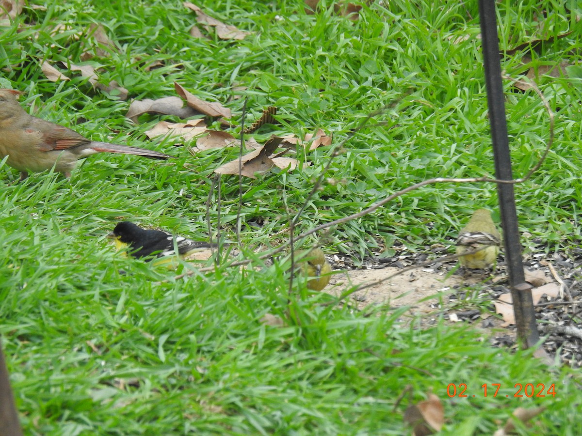 Lesser Goldfinch - ML615013775