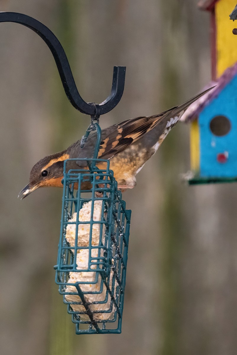 Varied Thrush - ML615013783