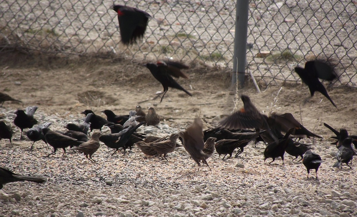 Tricolored Blackbird - ML615013807