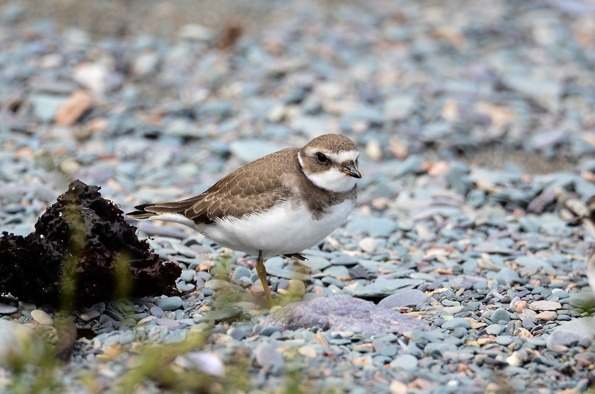 Semipalmated Plover - ML615013848