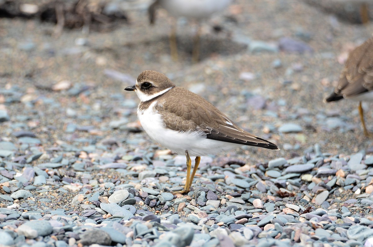 Semipalmated Plover - ML615013849