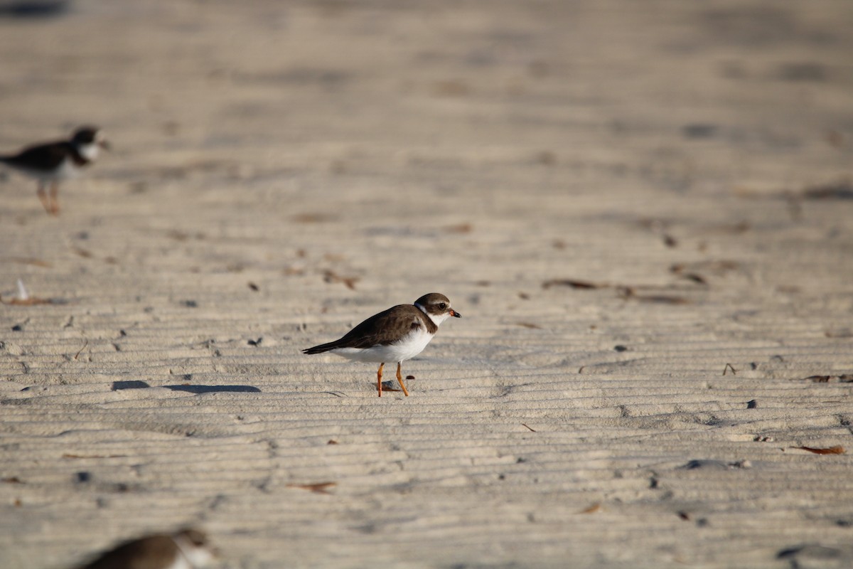 Semipalmated Plover - ML615013889