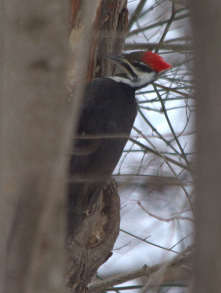 Pileated Woodpecker - Norah Murphy