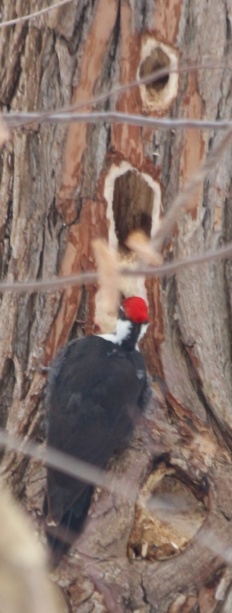 Pileated Woodpecker - ML615013896